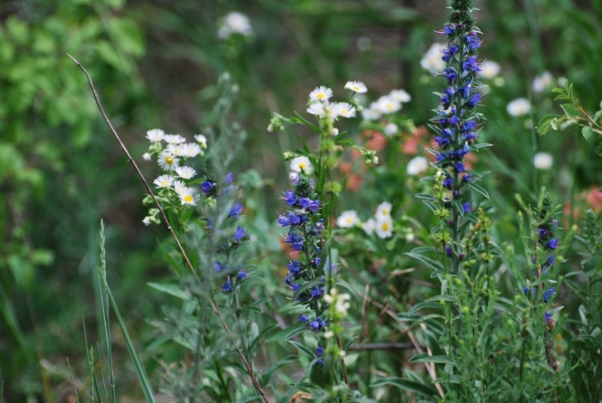 Tíz kedvenc tavaszi borunk 2011 Tíz kedvenc tavaszi borunk 2011