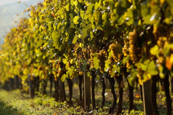 Tokaji Lösz Arcai borkóstoló Tokaji Lösz Arcai borkóstoló