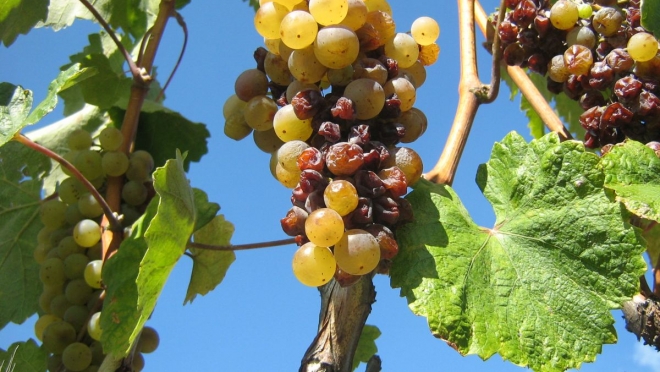 A téma Tokaj A téma Tokaj