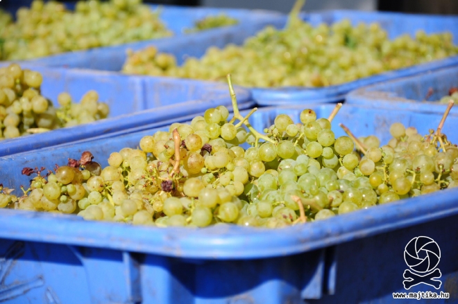 Miért harangoz az etyeki plébános éjfélkor? Miért harangoz az etyeki plébános éjfélkor?