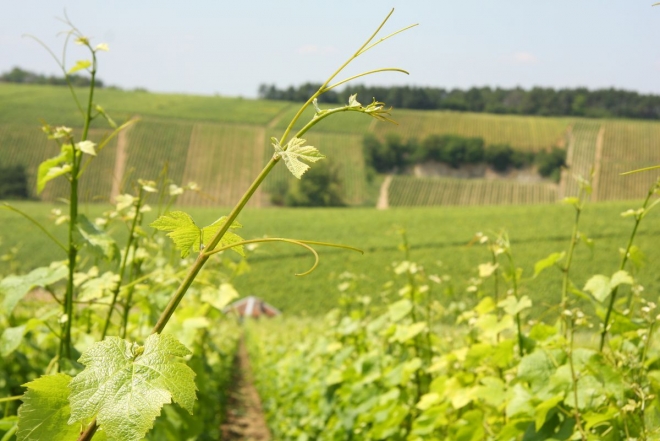 A talajélet is a terroir része A talajélet is a terroir része
