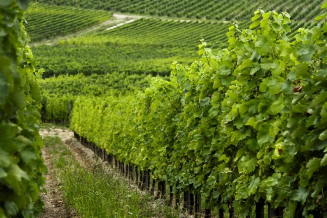 Tokaj Oremus - Mandolás Furmint 2003 Tokaj Oremus - Mandolás Furmint 2003