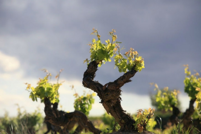 Riojai utazás Riojai utazás