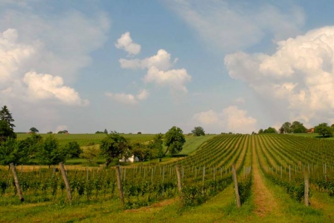 Legelhanyagoltabb borvidékünk legismertebb arcai Legelhanyagoltabb borvidékünk legismertebb arcai