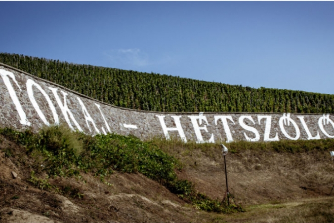 Természetes úton lesz igazán ellenálló a szőlő Természetes úton lesz igazán ellenálló a szőlő