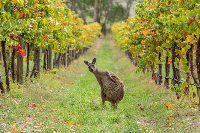 Ausztrália: kis kontinens, nagy borászat Ausztrália: kis kontinens, nagy borászat