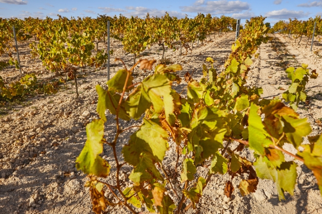 Az európai bortermelők nagyobb terhet viselnek a klímaváltozásból Az európai bortermelők nagyobb terhet viselnek a klímaváltozásból