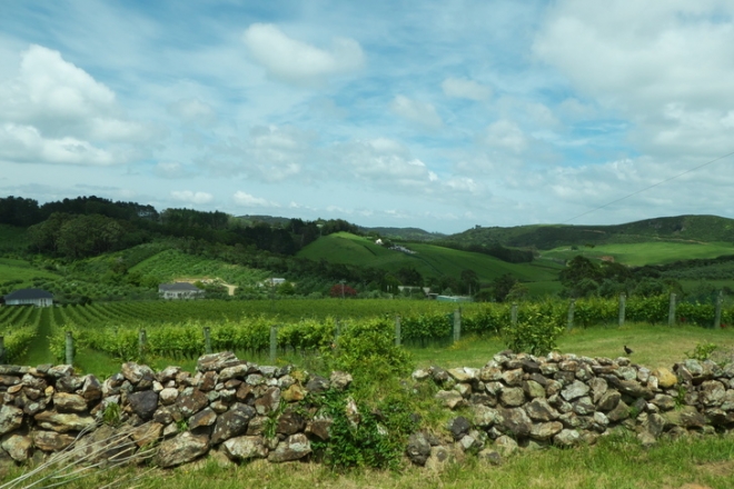 Waiheke: egy sziget a borok óceánjában Waiheke: egy sziget a borok óceánjában