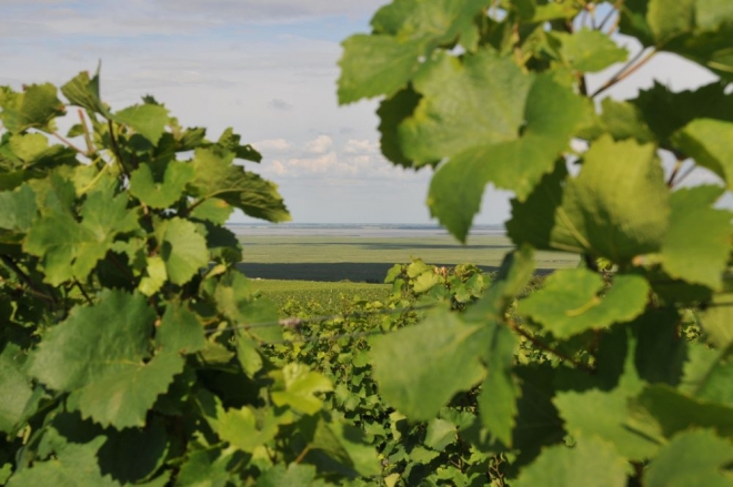 Biodinamika: visszatérés az ősi módszerekhez Biodinamika: visszatérés az ősi módszerekhez