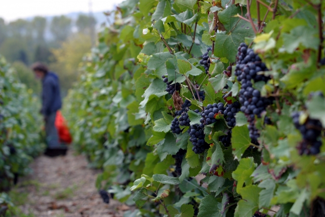 Bevezető a Champagne világába 2. rész Bevezető a Champagne világába 2. rész
