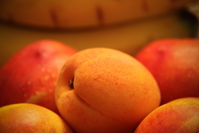 A Gönci kajszibarack A Gönci kajszibarack