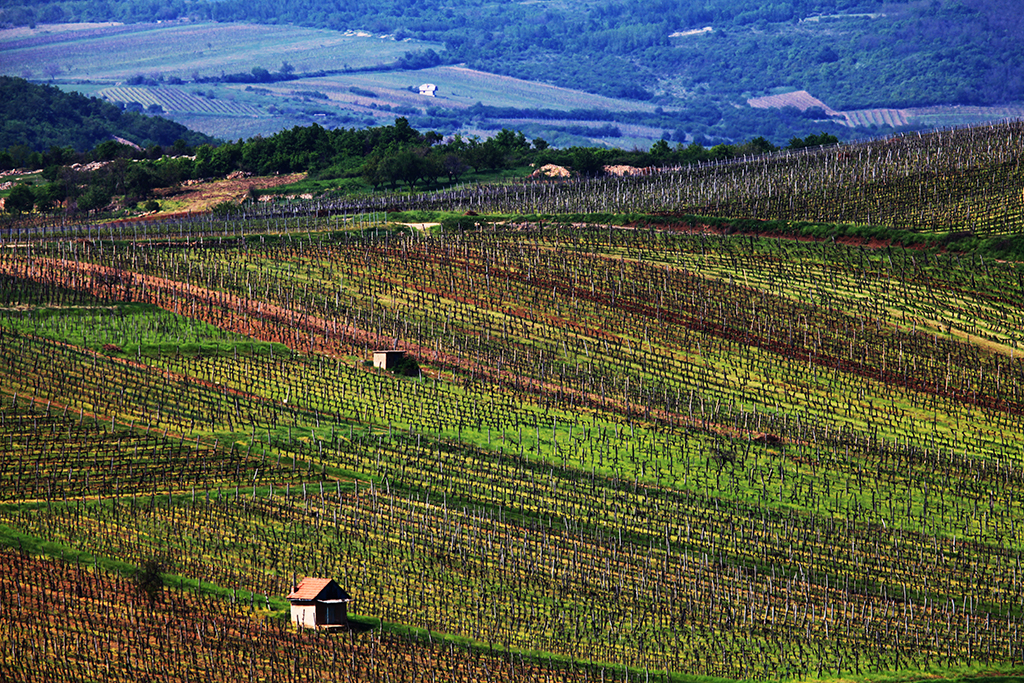 Miről szól egy 44 000 forintos magyar bor? Miről szól egy 44 000 forintos magyar bor?