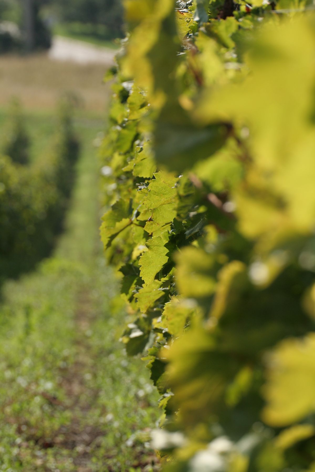 A Cuvée 113-tól a Birsalmásig A Cuvée 113-tól a Birsalmásig