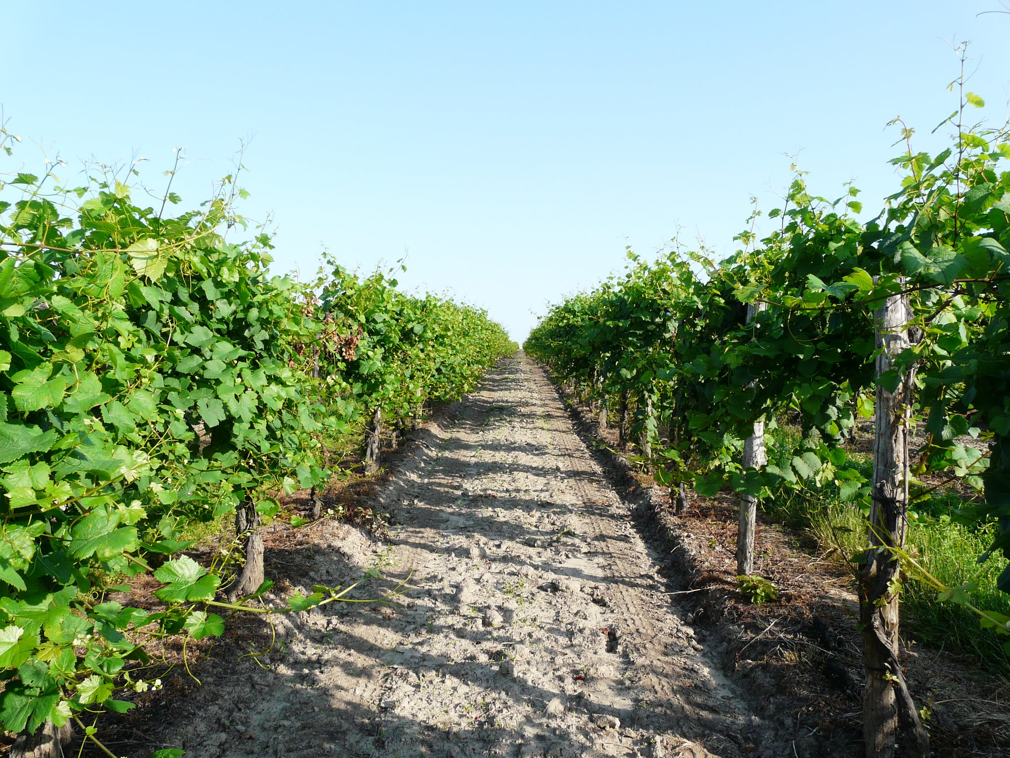 Új kategória: Etyek-Budai Friss Új kategória: Etyek-Budai Friss