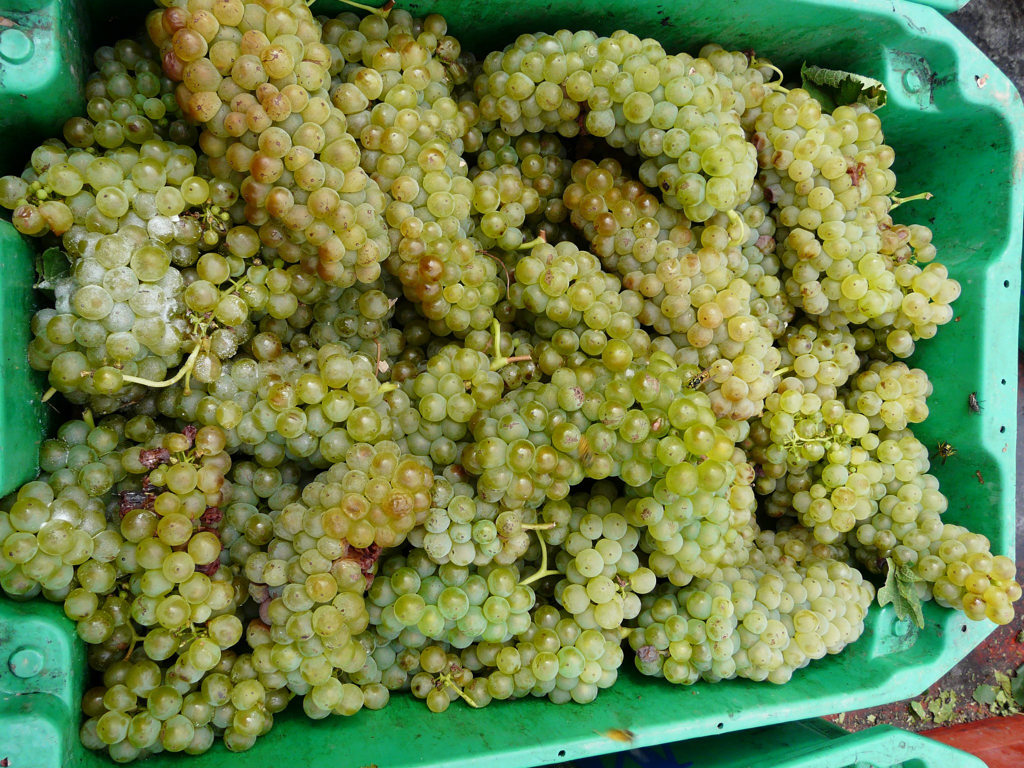 Új kategória: Etyek-Budai Friss Új kategória: Etyek-Budai Friss