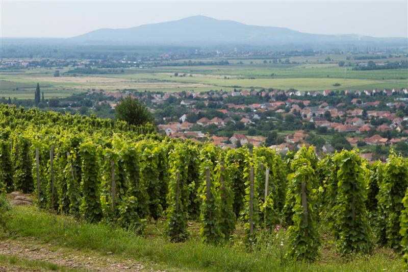 Tokaj Oremus - Mandolás Furmint 2003 Tokaj Oremus - Mandolás Furmint 2003