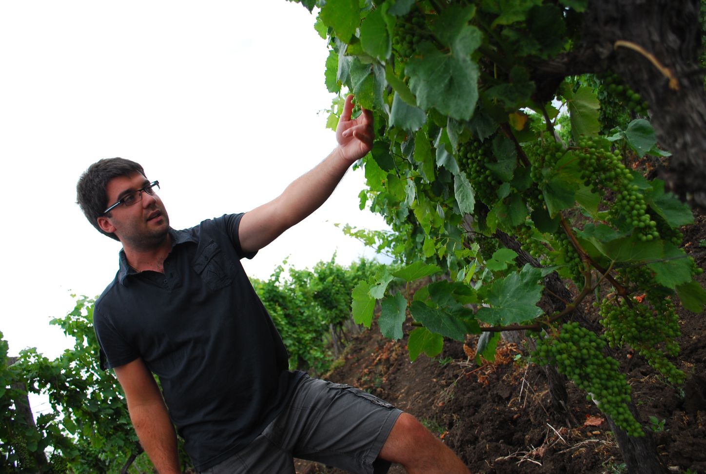Pinceszemle: Benedek Pince 2013 Pinceszemle: Benedek Pince 2013