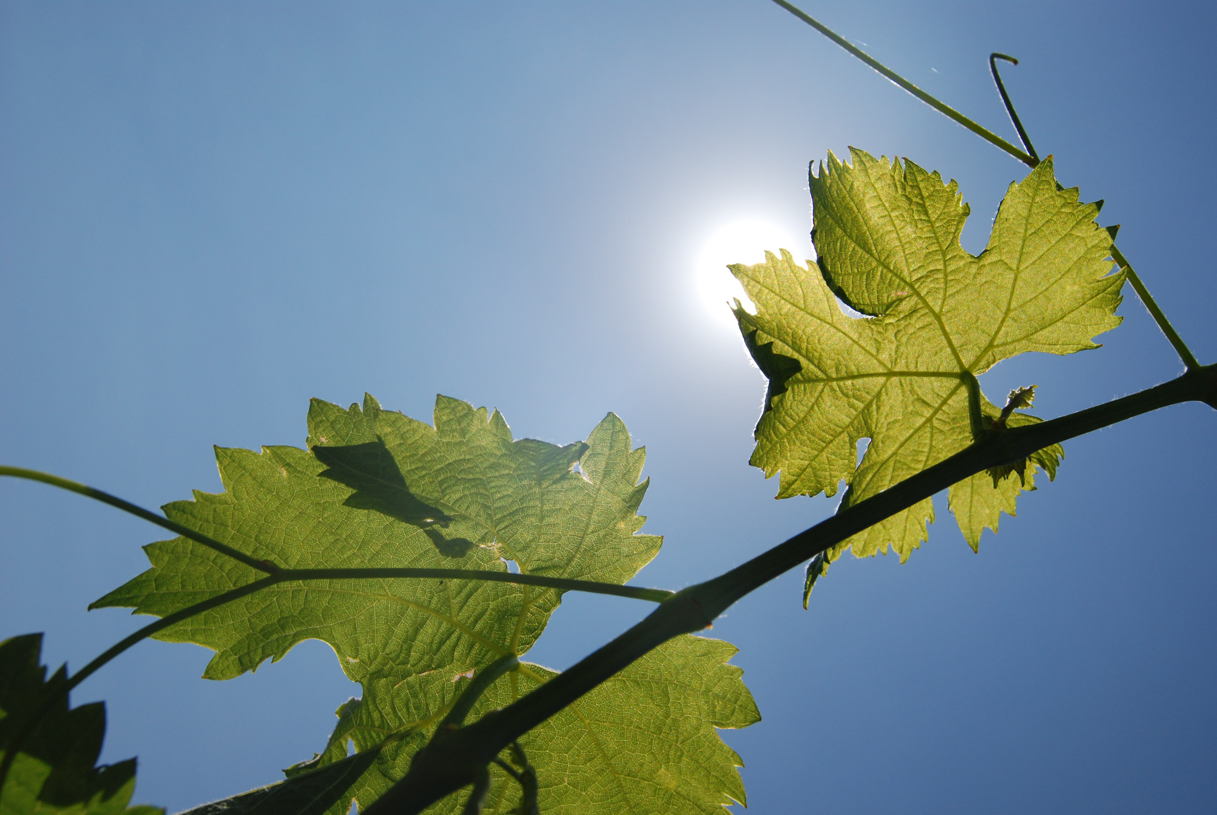 Mitől hitelesek az autentikus borok? Mitől hitelesek az autentikus borok?