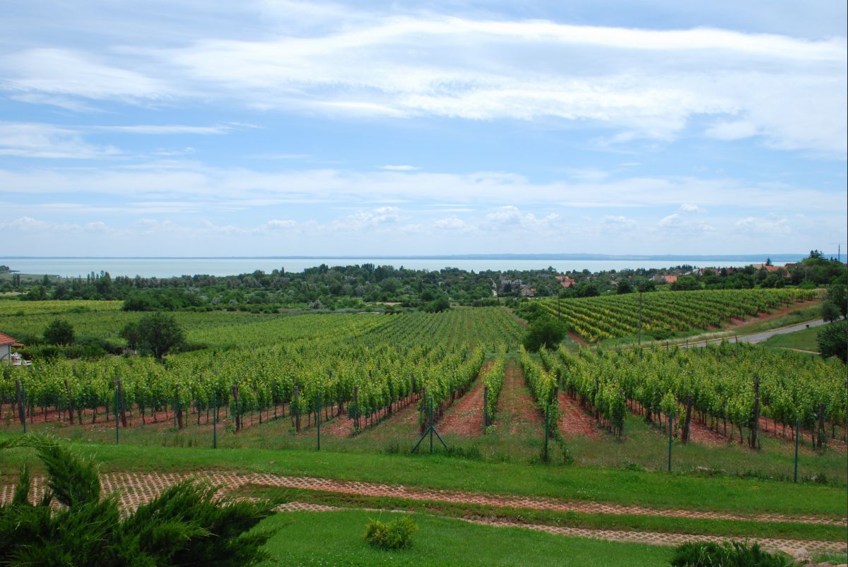 Mitől hitelesek az autentikus borok? Mitől hitelesek az autentikus borok?