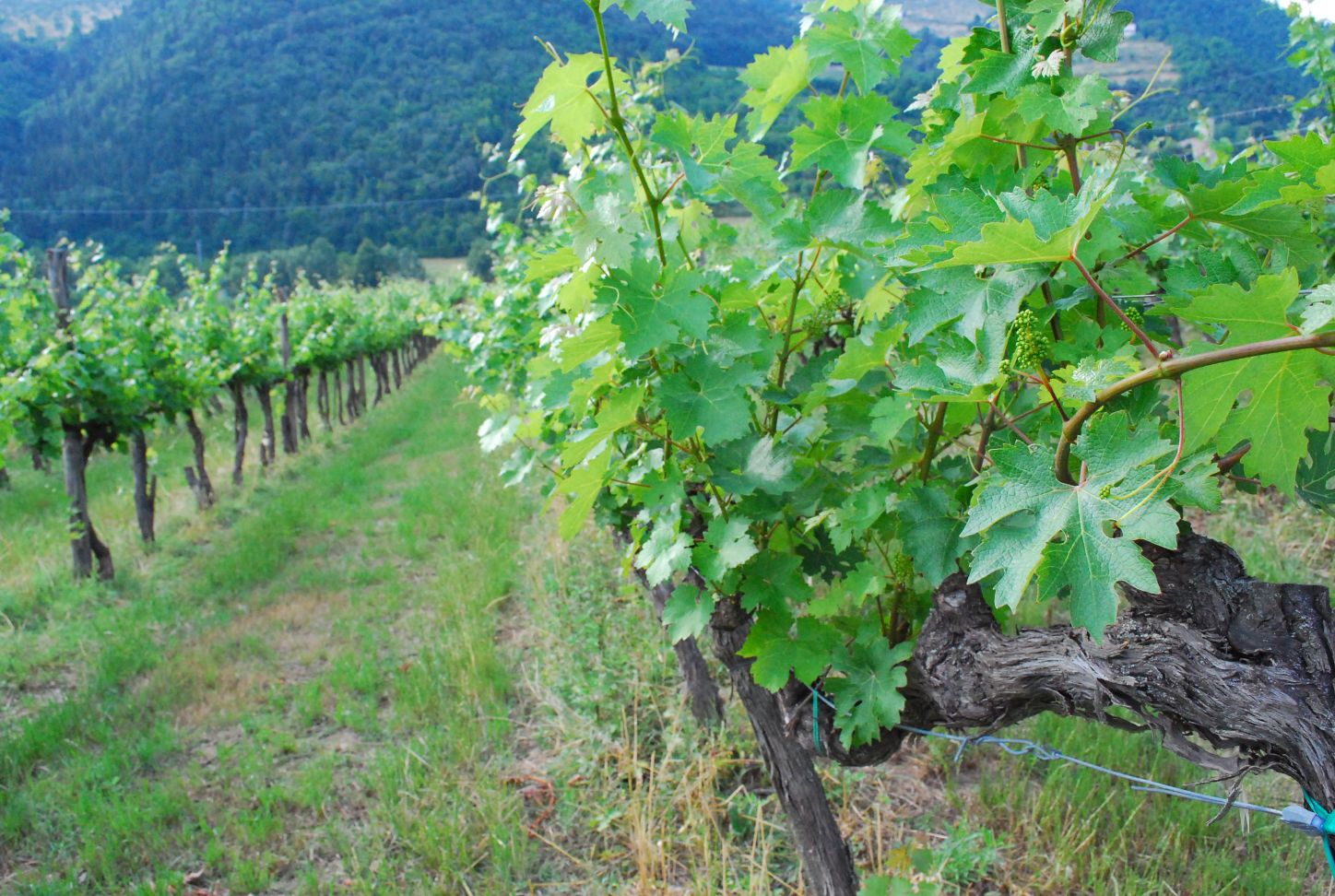 Chianti Rufina Chianti Rufina