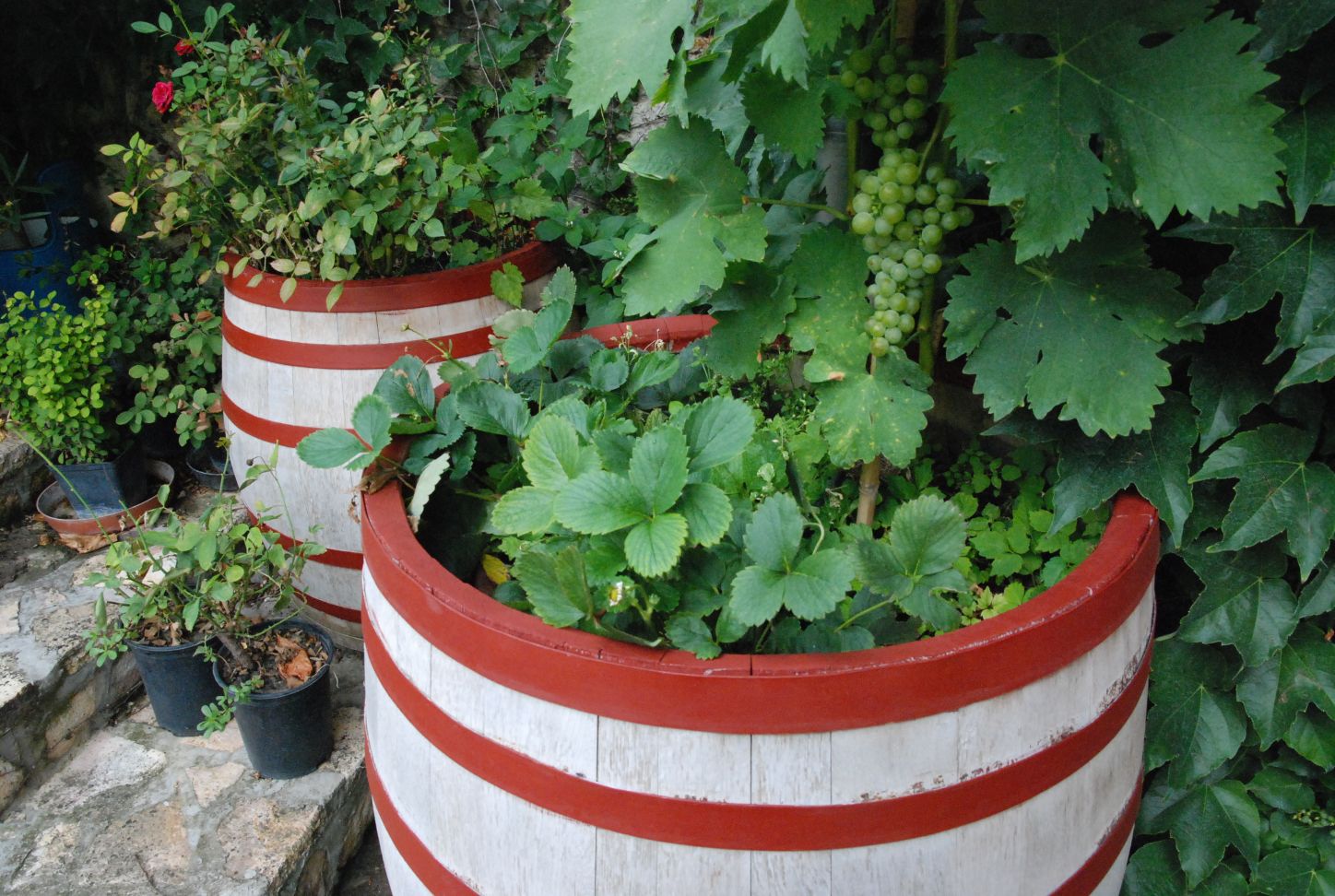 Mit igyunk nyáron? 2011 Mit igyunk nyáron? 2011