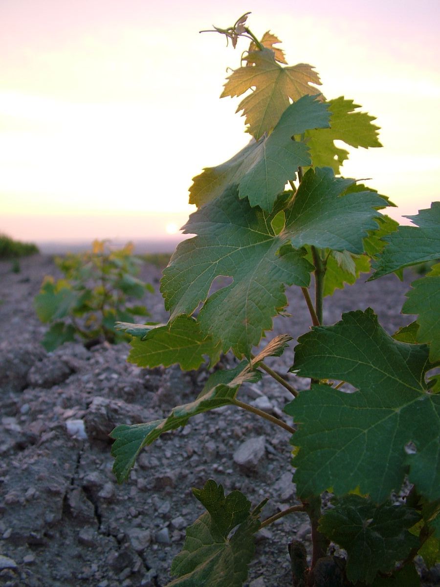 Pinceszemle: Taschner Borház 2013 Pinceszemle: Taschner Borház 2013