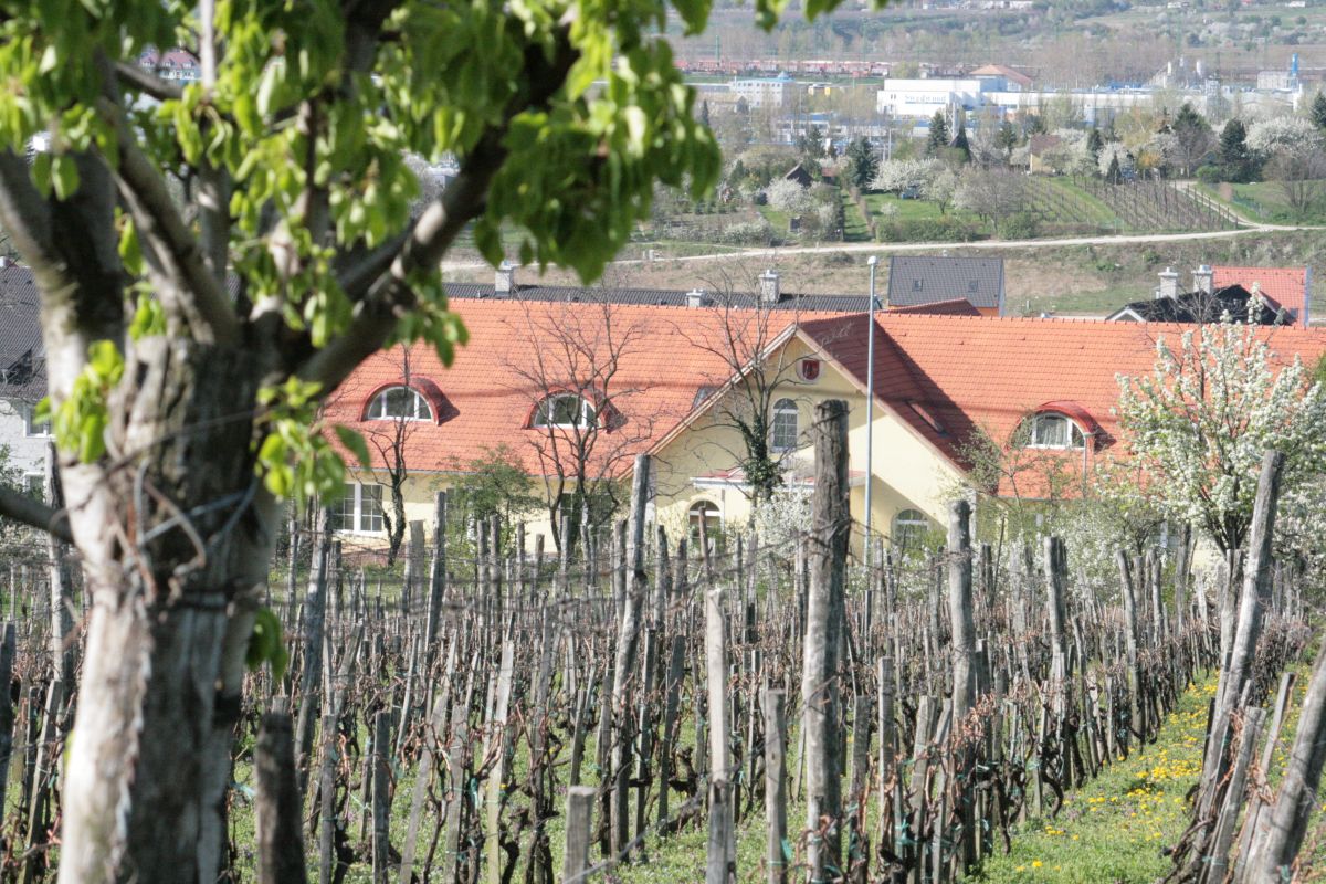 Pinceszemle: Taschner Borház 2013 Pinceszemle: Taschner Borház 2013