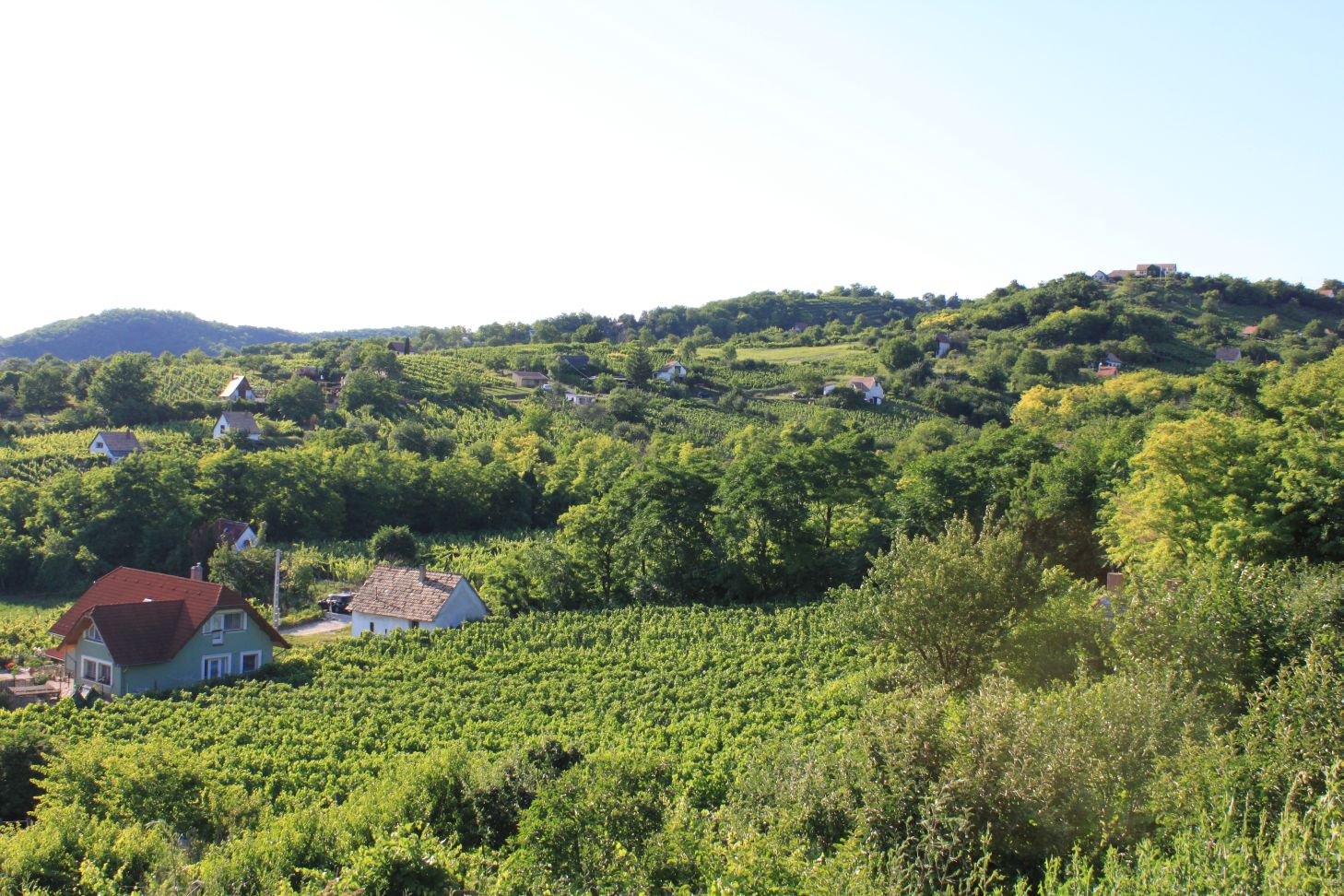 Iván-völgyi kadarkatúra Iván-völgyi kadarkatúra