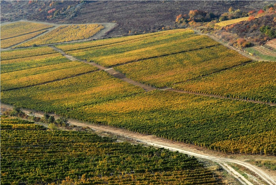 A furmint értelmezése az utóbbi húsz év tükrében A furmint értelmezése az utóbbi húsz év tükrében