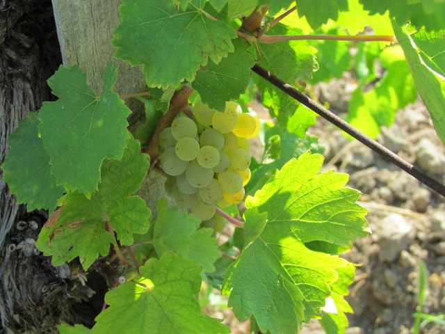 Olaszországból Etyekre Olaszországból Etyekre