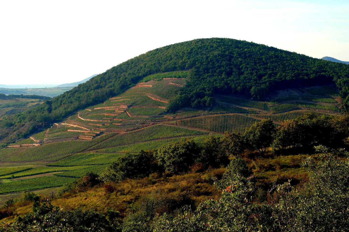 Barta Öreg Király Furmint 2011 Barta Öreg Király Furmint 2011