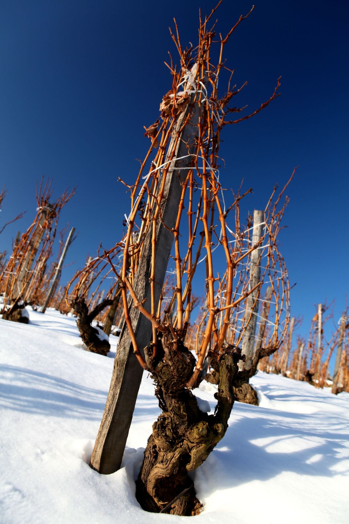 A furmint értelmezése az utóbbi húsz év tükrében A furmint értelmezése az utóbbi húsz év tükrében