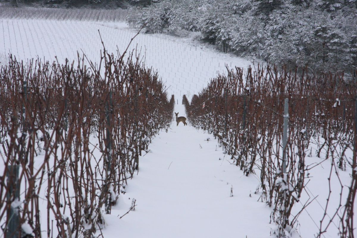 A talajélet is a terroir része A talajélet is a terroir része